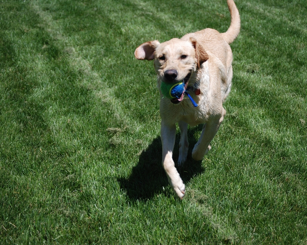 Dog playing with a ball on grass