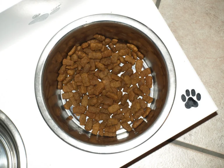 Dog beside a feeding bowl