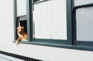 Dog waiting at home