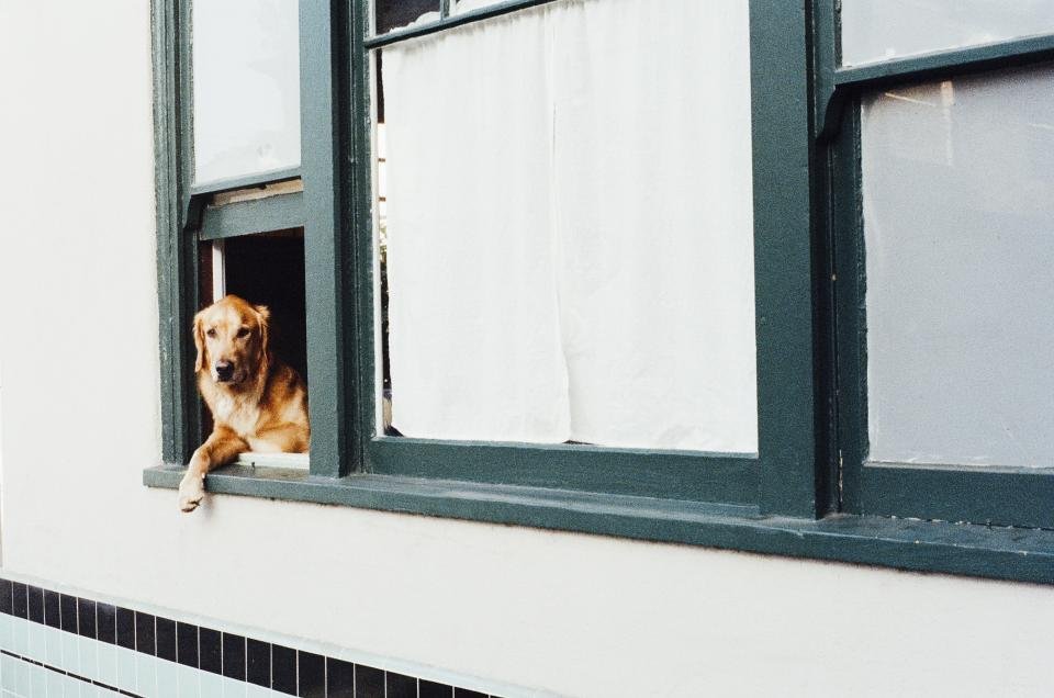 Dog waiting at home